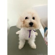 ♀︎ビションプー:ビションフリーゼ×トイプードル