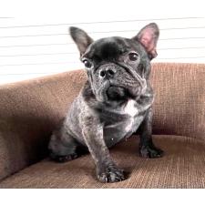 ♀︎フレンチブルドッグ