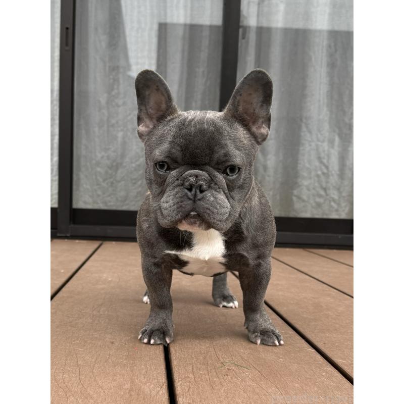 岡有里ブリーダーの詳細の1枚目