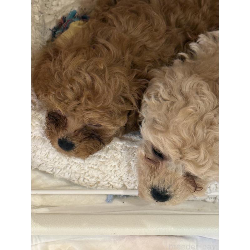 清水恵子ブリーダーの詳細