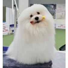 柳井遥ブリーダー