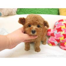 ♀︎トイプードル