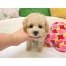 ♀︎トイプードル