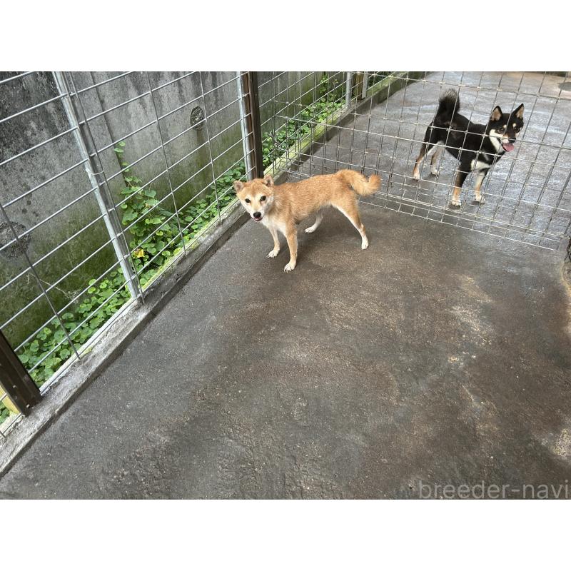 佐藤里美ブリーダーの詳細