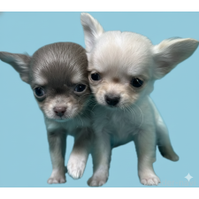 ♀︎チワワ(ロングコート)