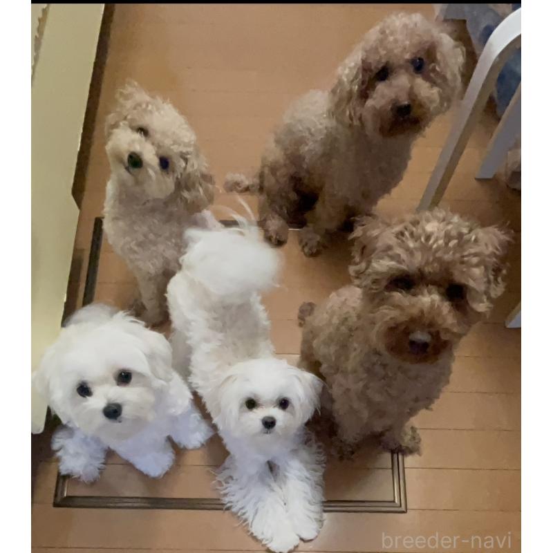 濱田美智子ブリーダーの詳細