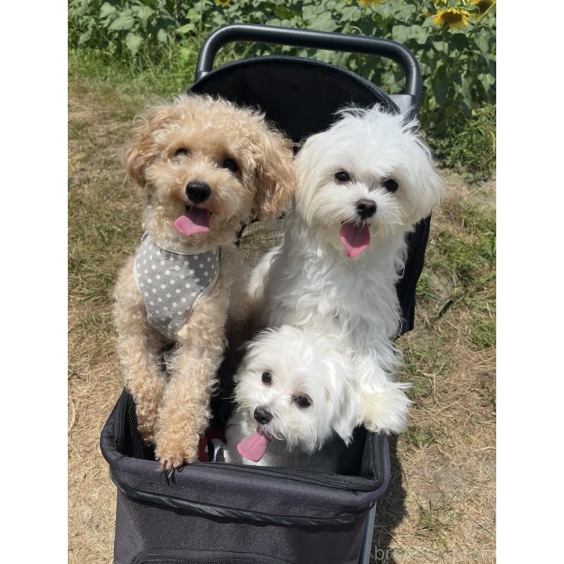 濱田美智子ブリーダーの詳細