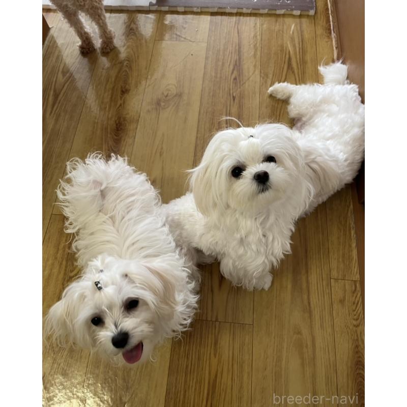 濱田美智子ブリーダーの詳細