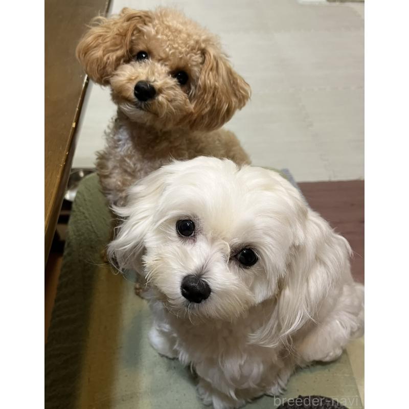 濱田美智子ブリーダーの詳細