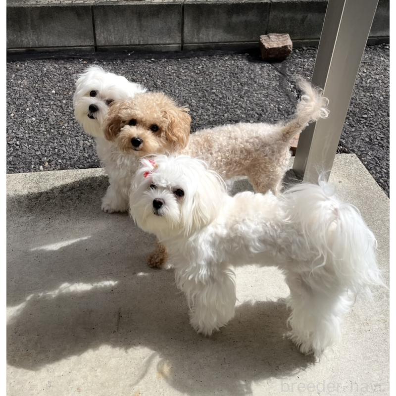 濱田美智子ブリーダーの詳細