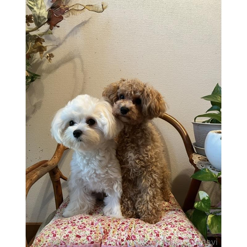 濱田美智子ブリーダーの詳細の1枚目