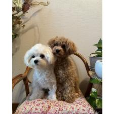 濱田美智子ブリーダー