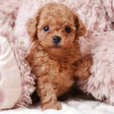 ♀︎ティーカッププードル