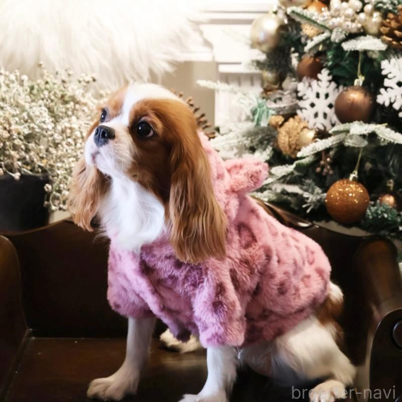 難波優太ブリーダーの詳細の1枚目