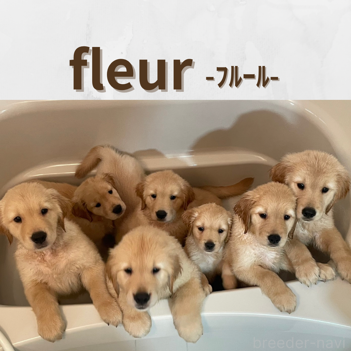 上野ブリーダー