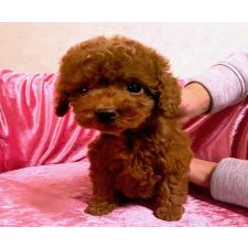 ♀︎ティーカッププードル