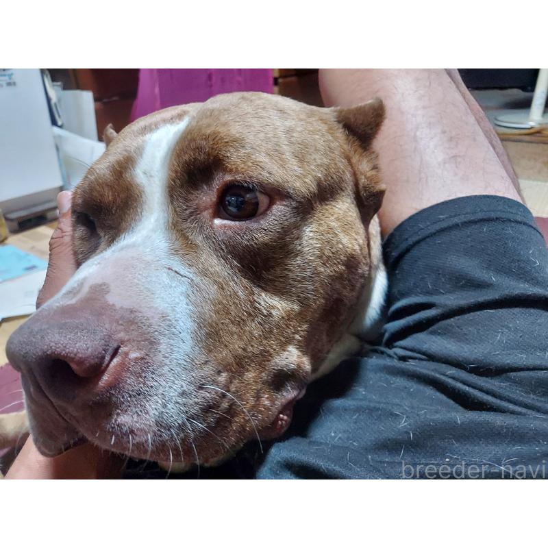 嶋添智範ブリーダーの詳細の1枚目