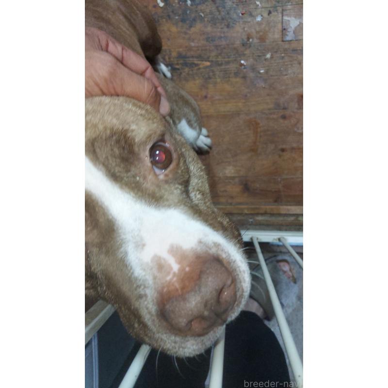 嶋添智範ブリーダーの詳細