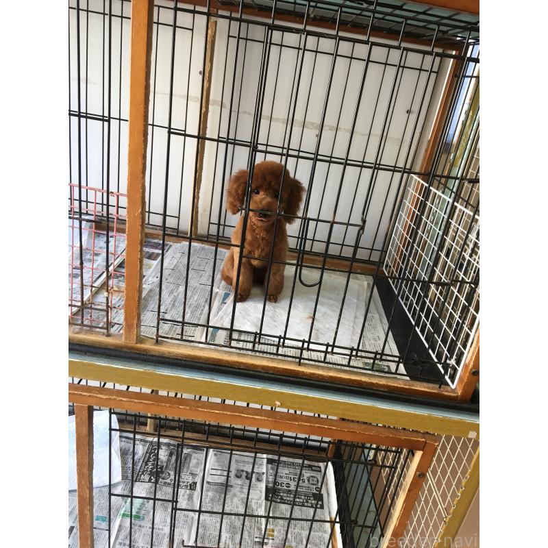 中島浩文ブリーダーの詳細