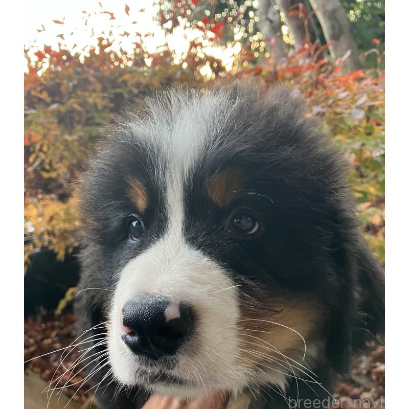 中島良治ブリーダーの詳細の1枚目