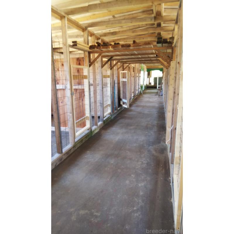 中島良治ブリーダーの詳細