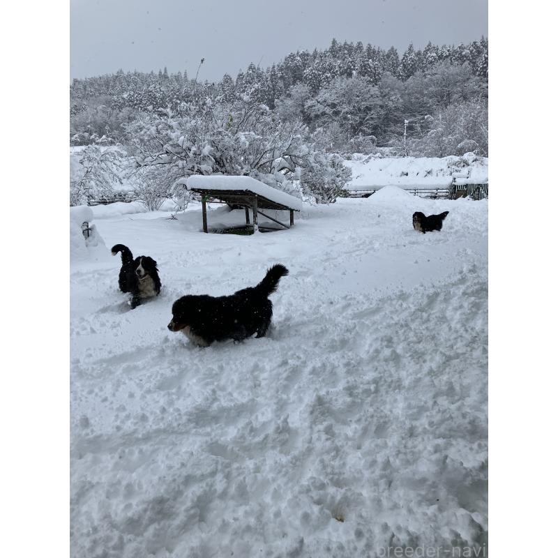 中島良治ブリーダーの詳細