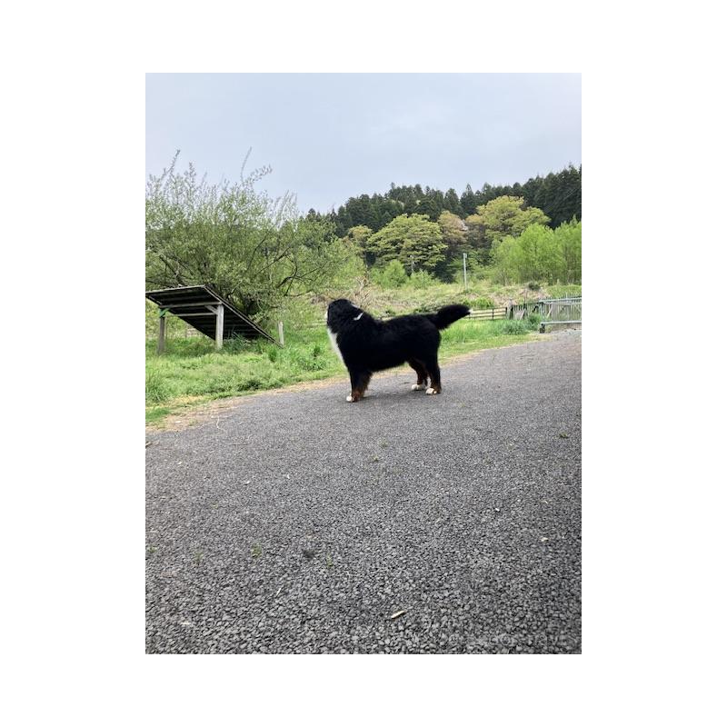 中島良治ブリーダーの詳細