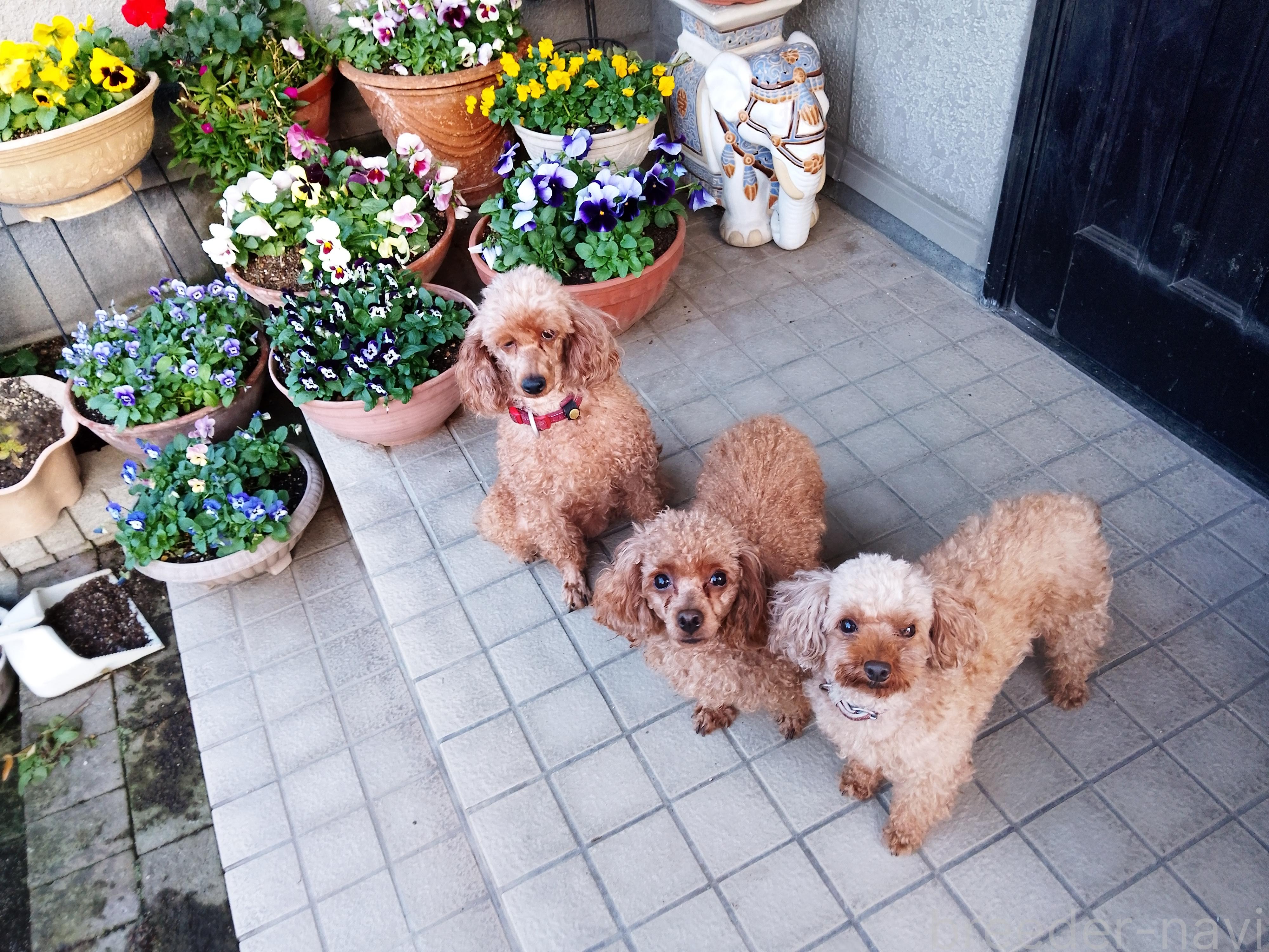 田中ブリーダー