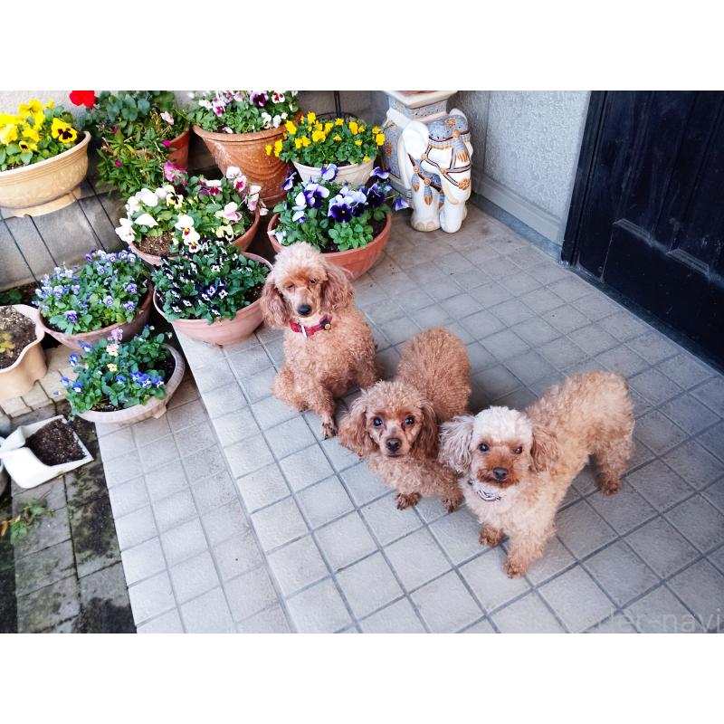 田中國代ブリーダーの詳細