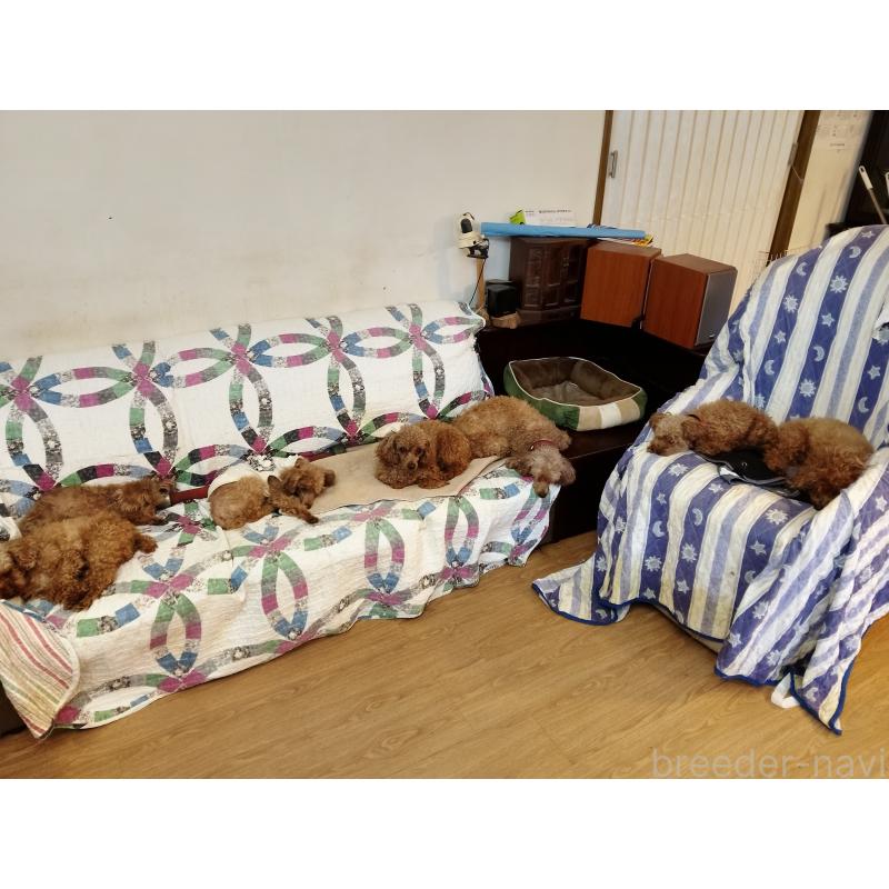 田中國代ブリーダーの詳細