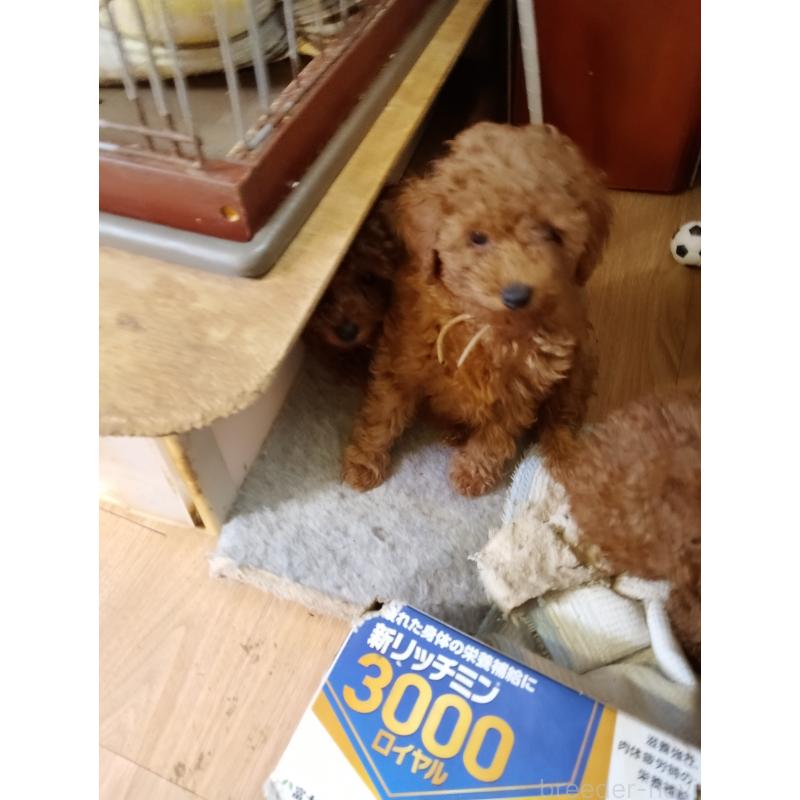 田中國代ブリーダーの詳細