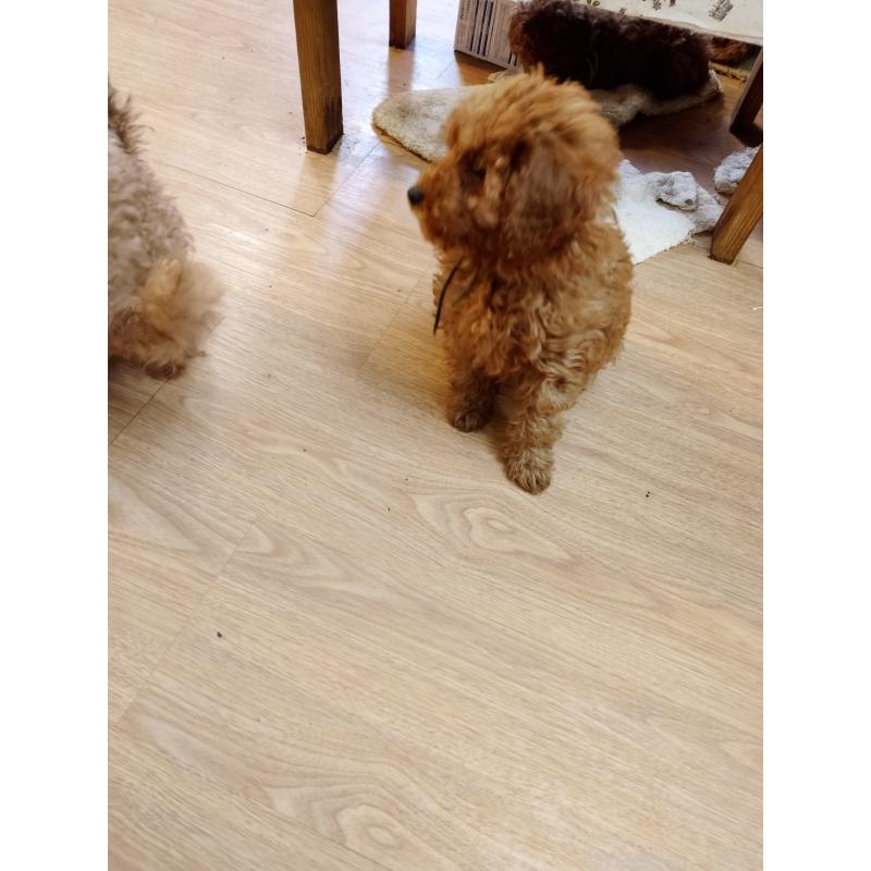 田中國代ブリーダーの詳細