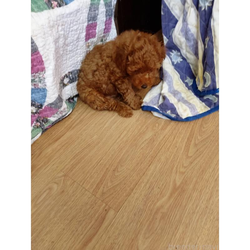 田中國代ブリーダーの詳細