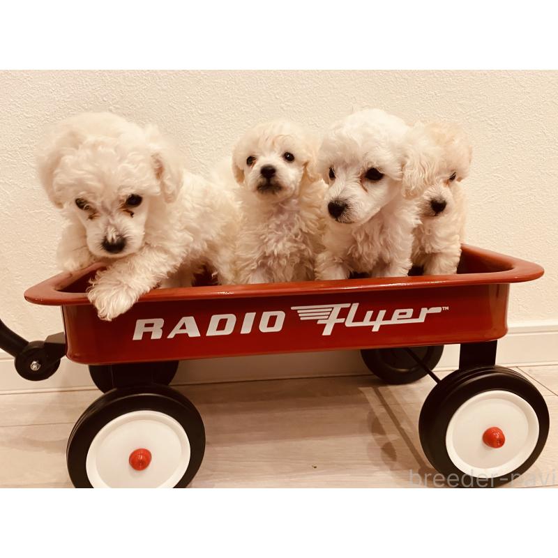 上杉正道ブリーダーの詳細