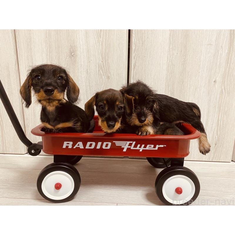 上杉正道ブリーダーの詳細