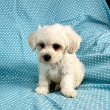 ♀︎ビションプー:ビションフリーゼ×トイプードル