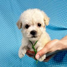 ♀︎ミックス犬