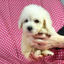 ♀︎ミックス犬