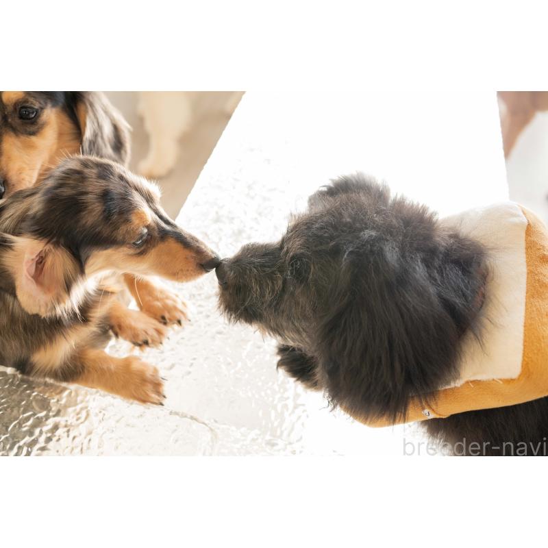 KOTENブリーダーの詳細の1枚目