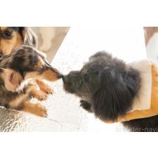 KOTENブリーダー