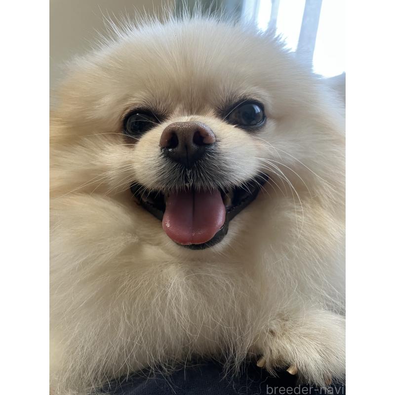 長塚佳穂ブリーダーの詳細の1枚目