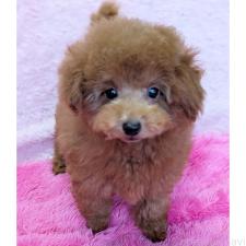 ♀︎トイプードル