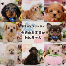 朝比奈杏奈ブリーダー