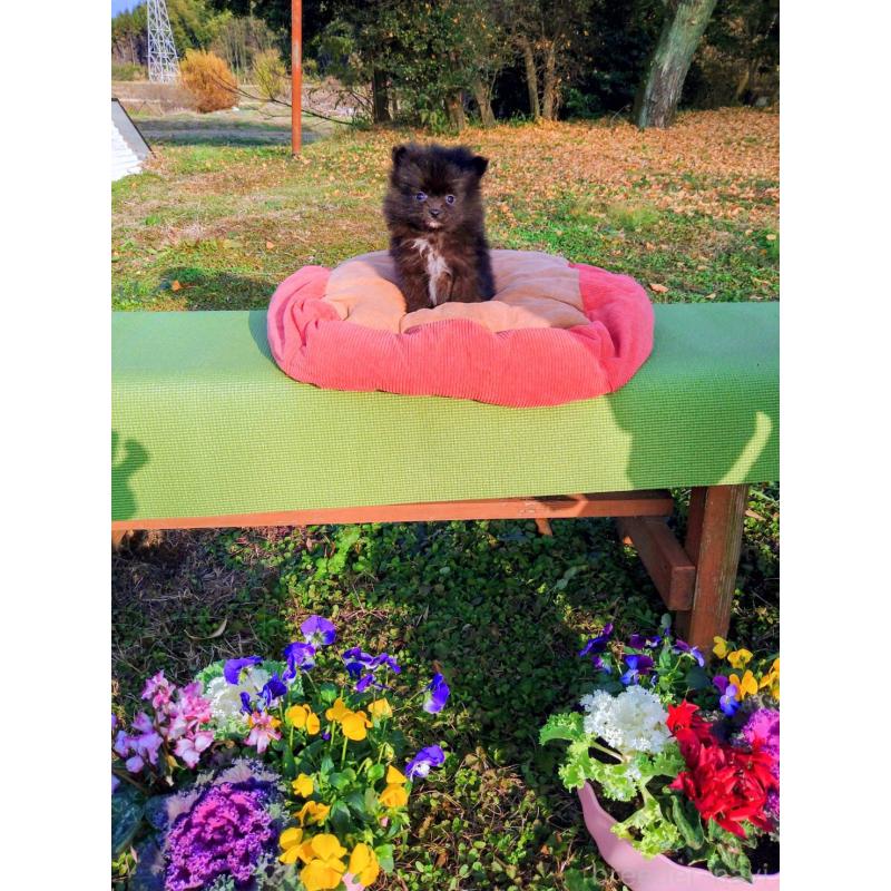 青木のぞみブリーダーの詳細の1枚目