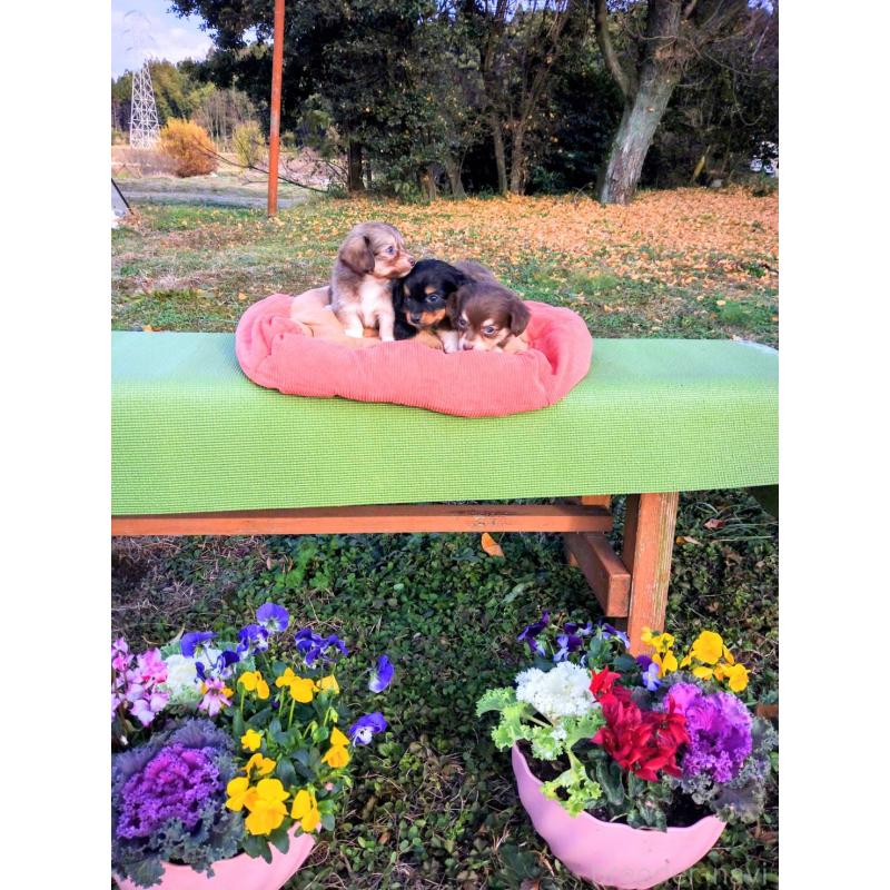 青木のぞみブリーダーの詳細