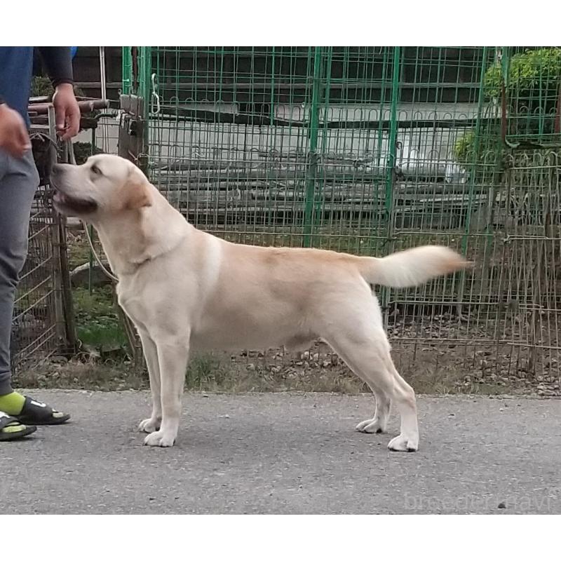 太田聖一ブリーダーの詳細