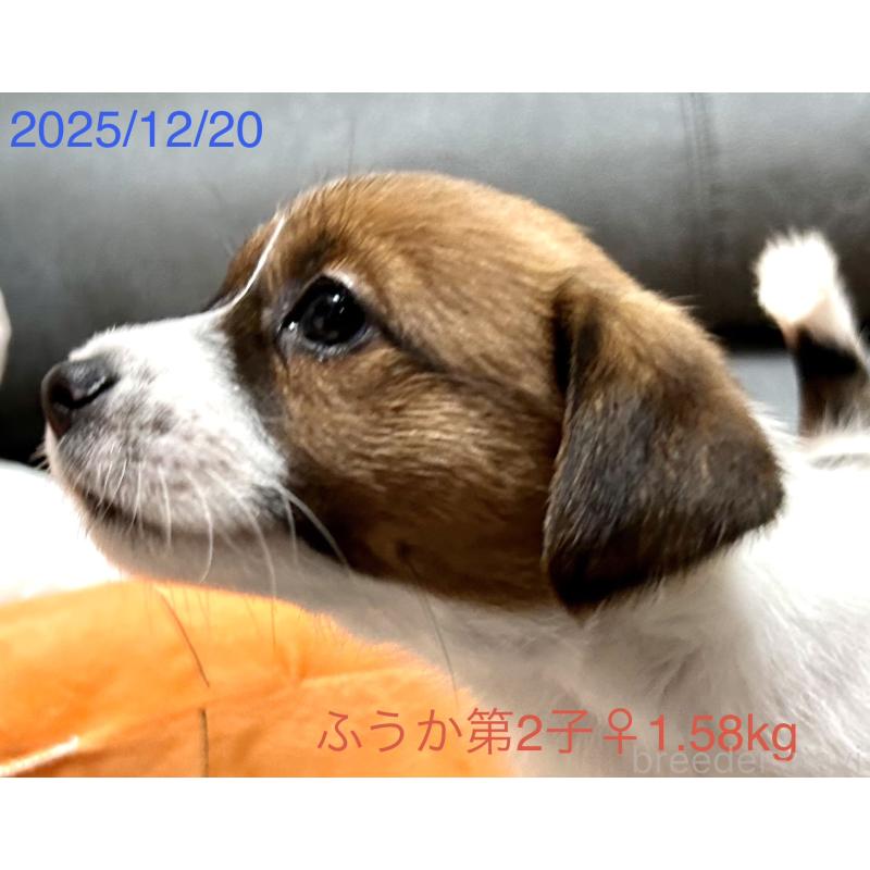 成約済の岡山県のジャックラッセルテリア-433900の6枚目