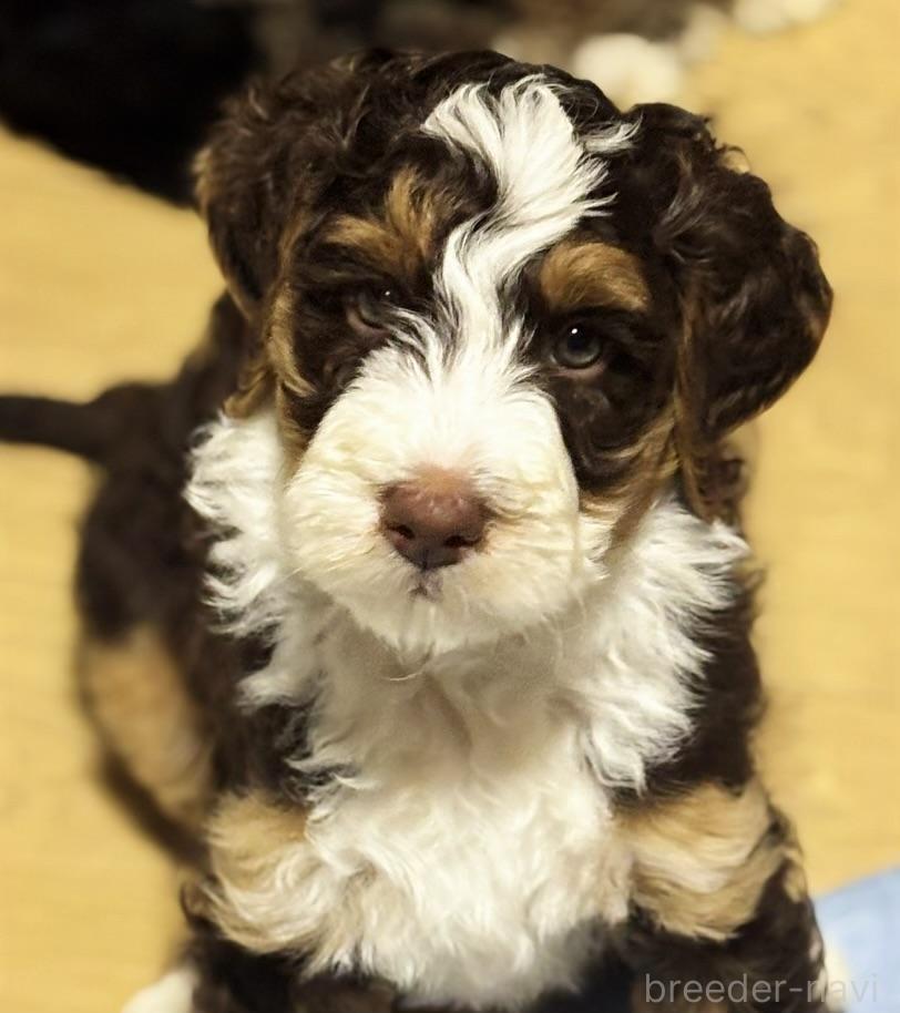 福島ブリーダー