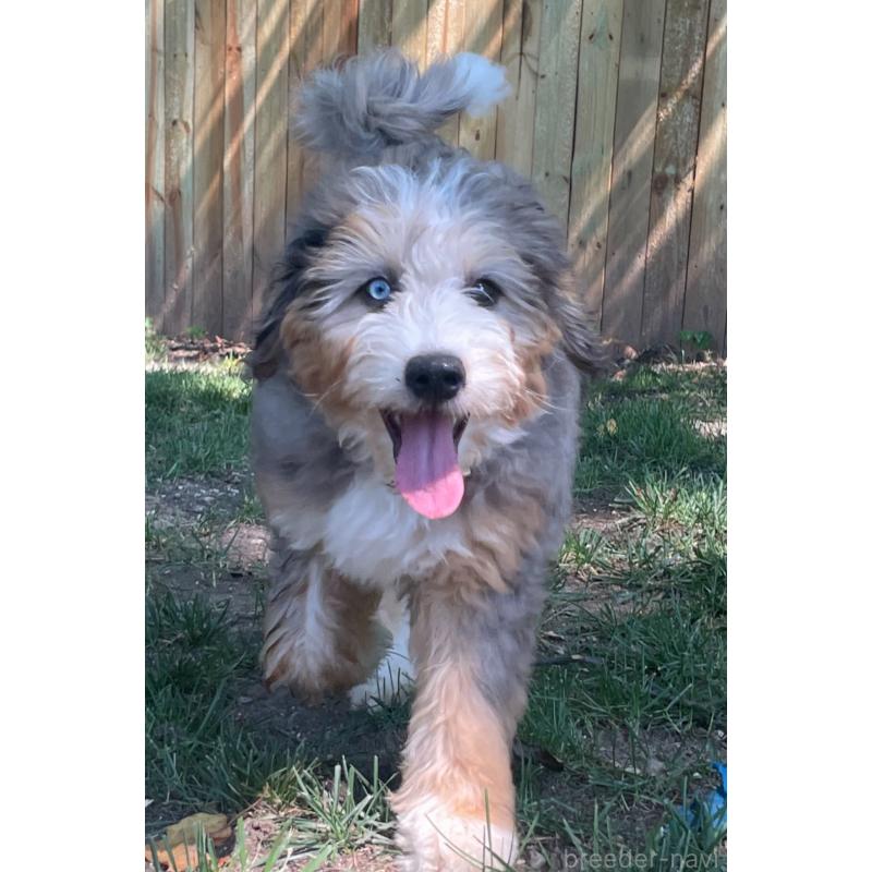 福島貴子ブリーダーの詳細