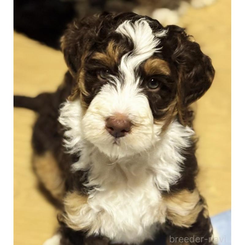 福島貴子ブリーダーの詳細